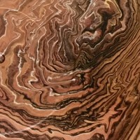 Tree Rings 1