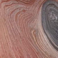 Tree Rings 2