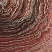 Tree Rings 3