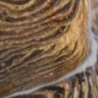 Tree Rings 6